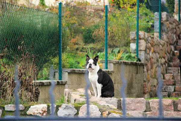 Yalnız köpek (Boston Terrier) verandada bir çitin arkasında oturur.