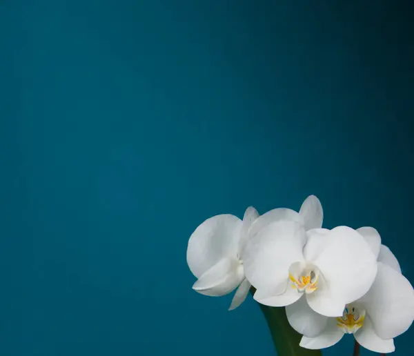 Çiçek açan beyaz orkidenin güzel çiçekleri. Aquamarine geçmişi. - Yakın çekim. Metin için boşluk