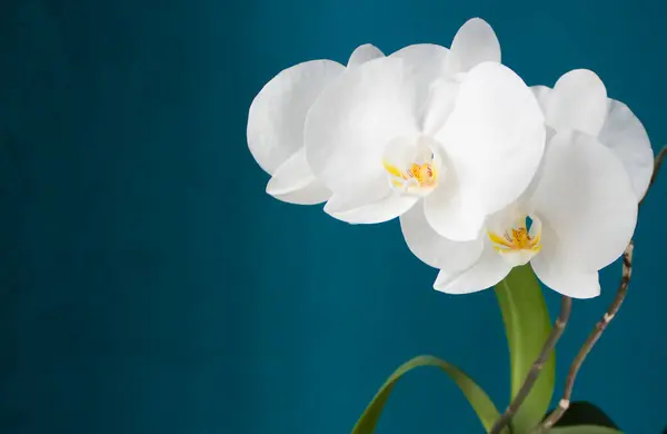 Beyaz orkidenin güzel çiçekleri. Aquamarine geçmişi. - Yakın çekim. Metin için boşluk