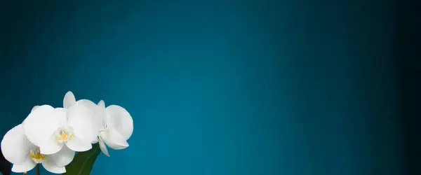 Çiçek açan beyaz orkidenin güzel çiçekleri. Aquamarine geçmişi. - Yakın çekim. Metin için boşluk