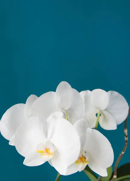 Beyaz orkidenin güzel taze çiçekleri. Aquamarine geçmişi. Dikey fotoğraf, metin için boşluk
