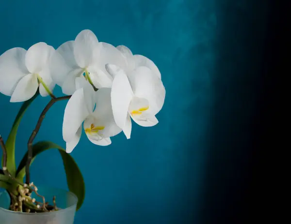 Şeffaf saksıda çiçek açan beyaz çiçek (orkide). Aquamarine geçmişi. - Yakın çekim. Metin için boşluk