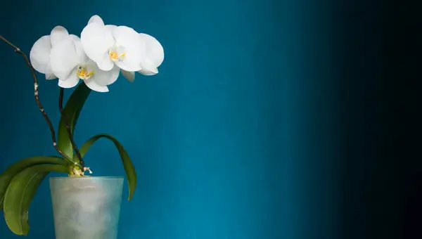 Şeffaf saksıda çiçek açan beyaz çiçek (orkide). Aquamarine geçmişi. - Yakın çekim. Metin için boşluk