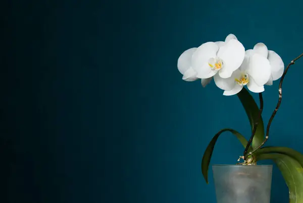 Aquamarine arka planında şeffaf tencerede çiçek açan beyaz orkide. - Yakın çekim. Metin için boşluk