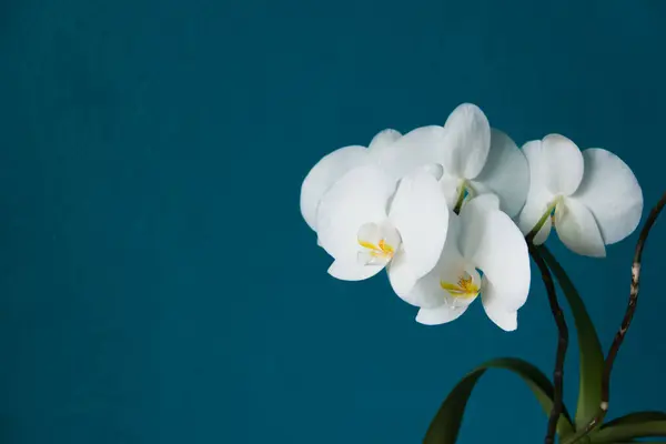 Aquamarine arka planında beyaz orkide çiçekleri. Metin için boşluk