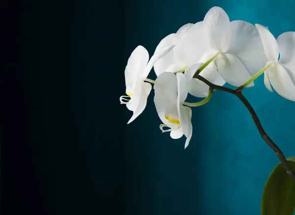 Aquamarine arka planında beyaz orkidenin taze çiçeklerinin yan görüntüsü. Metin için boşluk