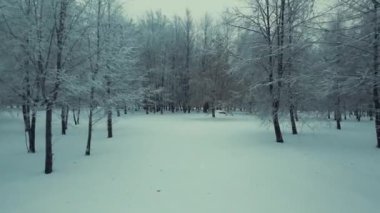 Drone kış akşamında ağaçların arasında uçuyor. Sinema Drone Kış Görüntüleri. Kar ve Sis. Soğuk kış. Karlı Ağaçlar