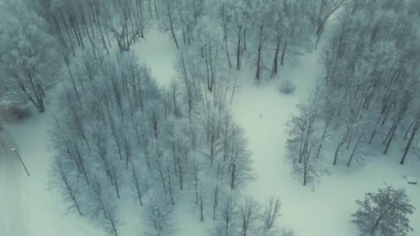 冬日午后 无人机俯瞰着森林树木 无人机冬季镜头 白雪和雾 白雪树 寒冷的冬天 — 图库视频影像