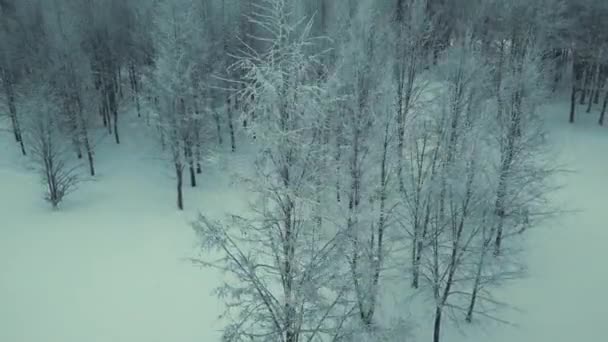 Drone Voando Acima Árvores Florestais Inverno Tarde Filmagem Inverno Drone — Vídeo de Stock