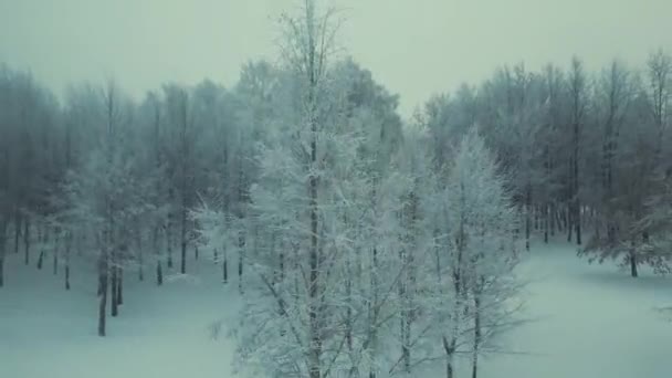Drone Flyver Tilbage Skov Træer Vinteren Eftermiddag Filmisk Drone Winter – Stock-video