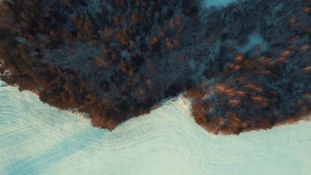 Blick Auf Die Waldbäume Aus Großer Höhe Drohne Fliegt Über — Stockvideo