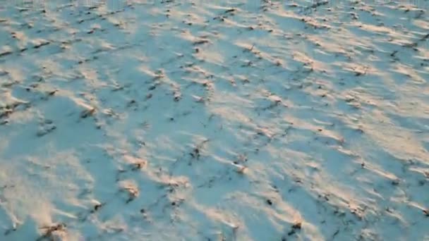 Κοιτάζοντας Χιονισμένο Έδαφος Πετούν Προς Εμπρός Ενώ Υψόμετρο Αυξάνεται Drone — Αρχείο Βίντεο