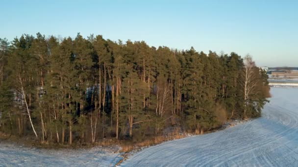Drohne Fliegt Einem Winternachmittag Bei Sonnenuntergang Die Waldbäume Filmreife Drohnen — Stockvideo