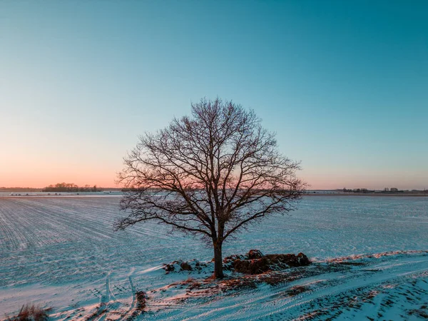 Açık alanda kışın yapraksız bir ağaç. Açık Arazide Gün Batımı
