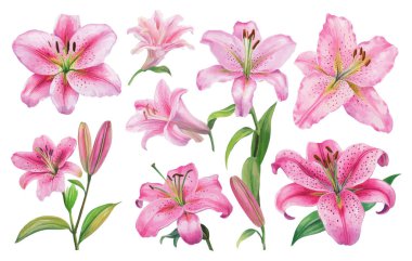 Pink Lily Flower Illustration Collection with Buds and Leaves