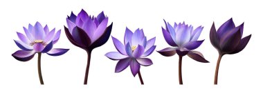 Çeşitli Çiçeklerdeki Mor Lotus Çiçeklerinin Güzel Dijital Resimleri  