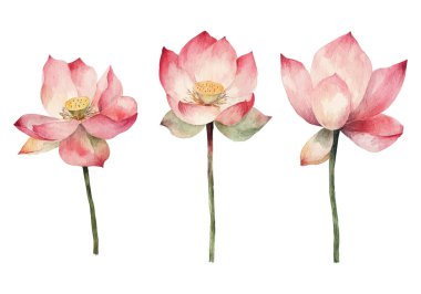 Three beautifully painted lotus flowers in watercolor style are displayed on a white background. This elegant botanical illustration is perfect for nature-inspired designs, meditation themes, and decorative art projects. It can be used for posters, g clipart