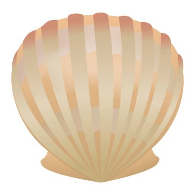 vektör kabuğu beyaz arkaplanda izole