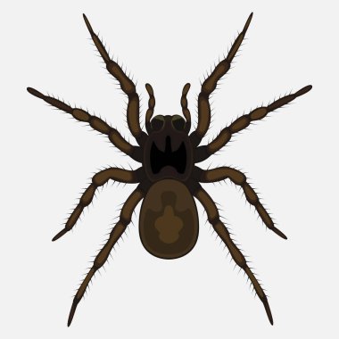 Örümcek vektör simgesi beyaz arkaplanda izole edildi