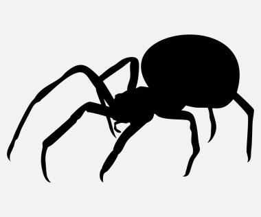 Örümcek vektör simgesi beyaz arkaplanda izole edildi