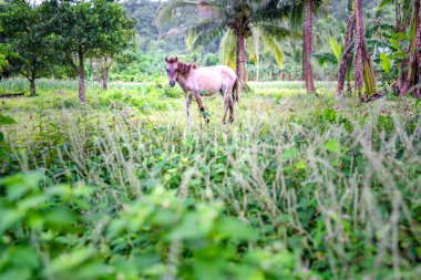Beautiful domisticated horse enjoying its meal after a daily houling work at the farm.