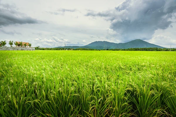 stock image Rice plantation with mountains in the background.