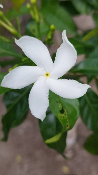 Çiçek açmış zarif beyaz çiçek
