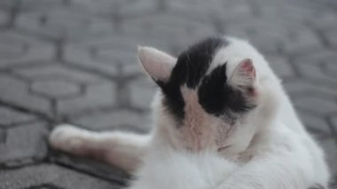 Bu sevimli beyaz tüylü kediyi verandada kürkünü fırçalarken izleyin.