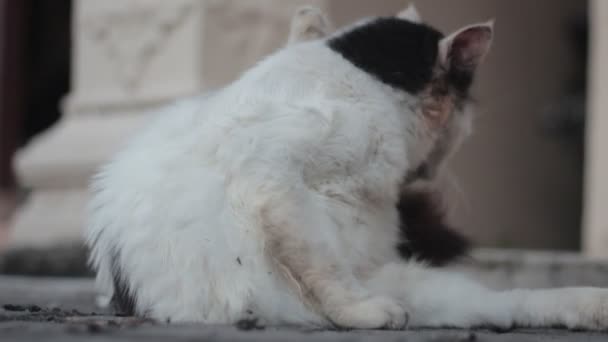 Purrfectly Groomed Watch Adorable White Fluffy Cat Brush Its Fur — Stock Video