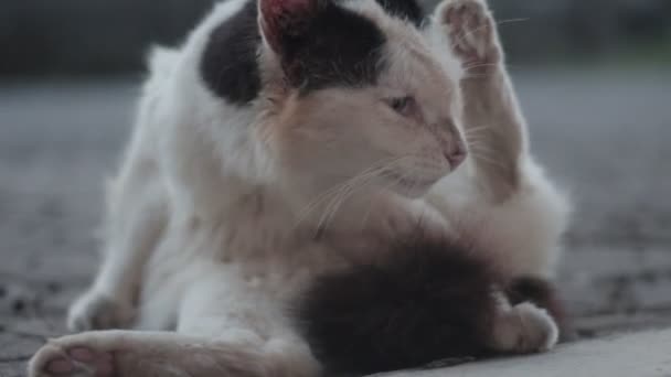 몸단장 귀여운 고양이 현관에 모습을 — 비디오