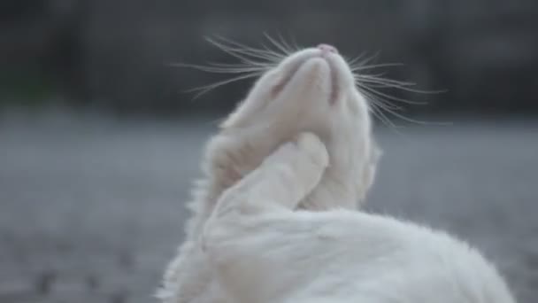 Lyst Stelt Denne Søte Hvite Katten Børste Pelsen Sin Verandaen – stockvideo