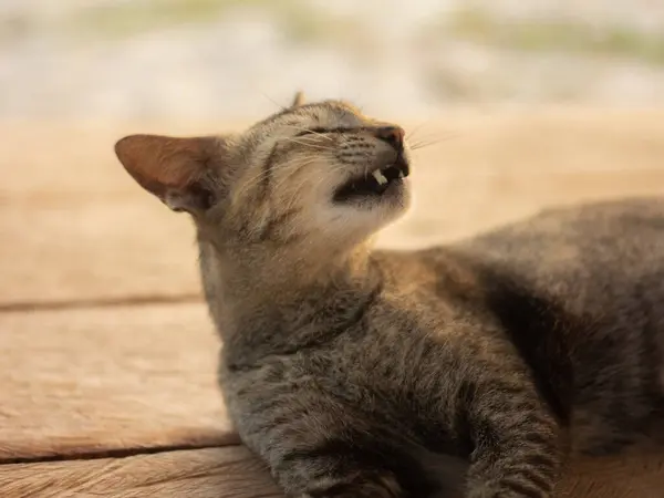 stock image Black wild cat sleepy