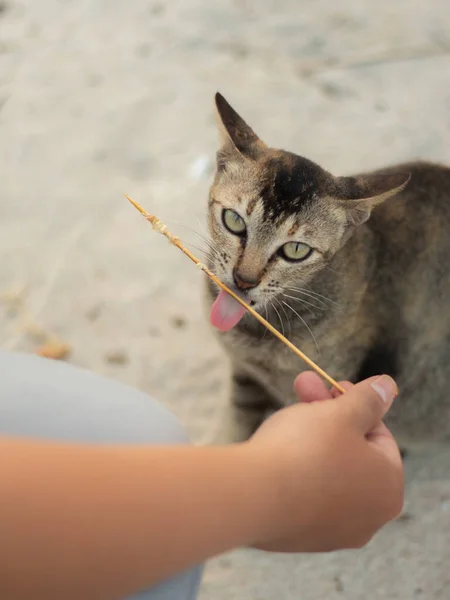 İnsan vahşi kedileri besler