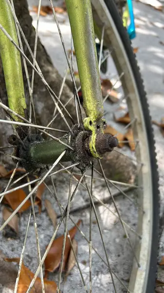 Koło Rowerowe Zielonym Liściem — Zdjęcie stockowe