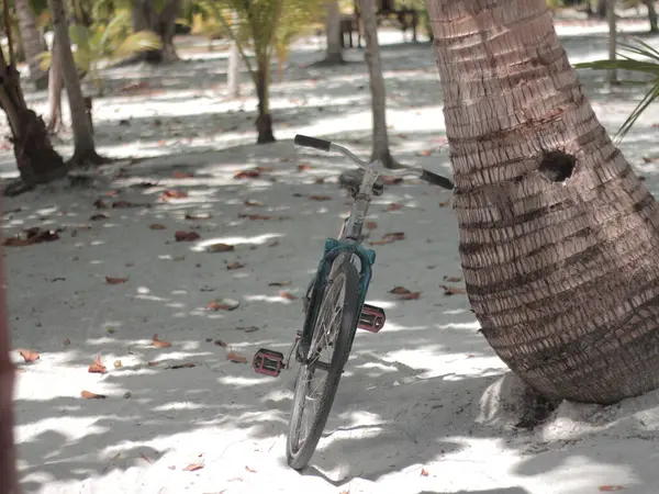 Arka planda hindistan cevizi ve hindistan cevizi olan ağaç gövdesi