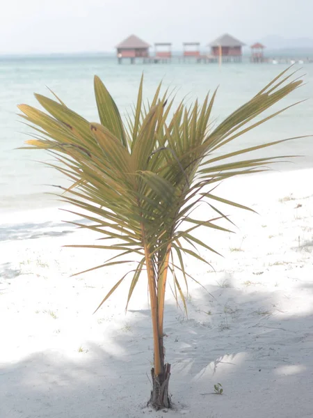 A hardy coastal plant thrives amidst the shifting sands of the beach. Its lush green leaves provide a striking contrast to the sun-drenched shoreline, serving as a testament to the beauty and tenacity of coastal ecosystems