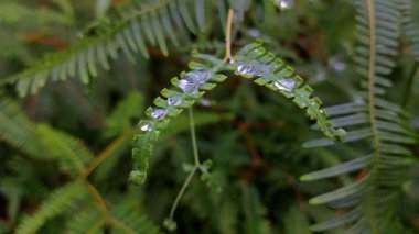 güzel botanik, doğal duvar kağıdı