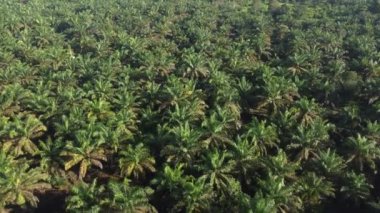 Ormanda palmiye yaprakları