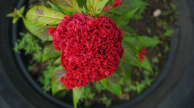 Bahçedeki güzel çiçekler