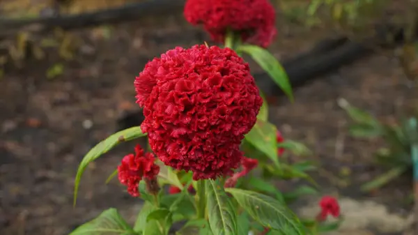 Bahçedeki kırmızı çiçek