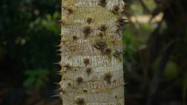 Heykel Gücü: Ağaç Gövdesindeki Dikenli Örtü