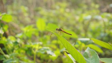 Uçuştaki Zarif Yusufçuk: Yakın Doğanın Görüntüleri