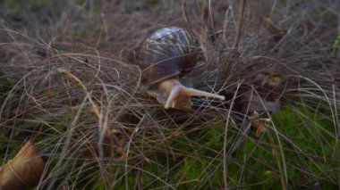 Yosun Topraklarında Yolculuk yapan Salyangoz