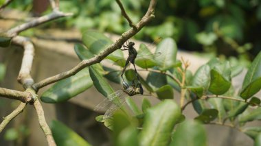 Doğanın Kucağında Çiftleşen Yusufçuklar