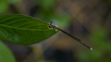Dragonfly Head 'in Enigmatik Bakışı: