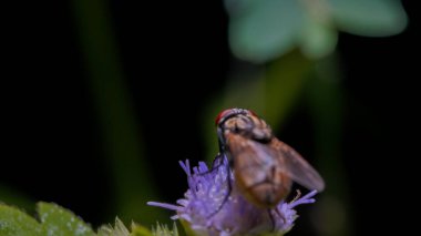 Dinleniyor Bir çiçeğin üzerinde sinek