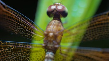 Dragonfly Head 'in Enigmatik Bakışı: