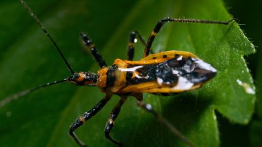 Asya Böceği Yaprağının Üzerinde Dinleniyor: Makro Perspektif
