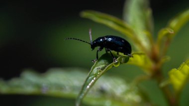 Lady Bug Yaprak Üstünde Dinleniyor Makro Perspektif