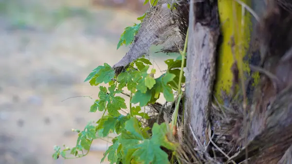 Bitter Karpuz Bitkileri Ağaç Gövdelerine Tırmanıyor